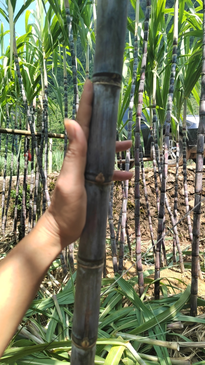 精品黑皮甘蔗，带叶3.5-4米高，节长12-15厘米，粗度两