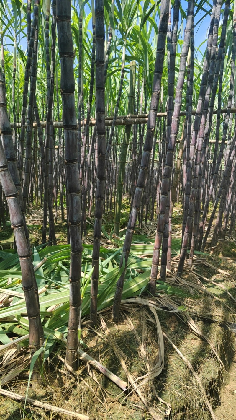 精品黑皮甘蔗，带叶3.5-4米高，节长12-15厘米，粗度两
