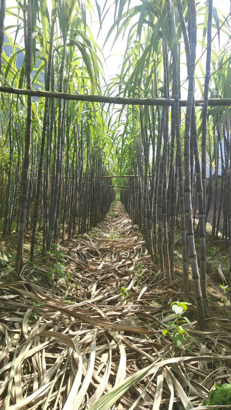 精品黑皮甘蔗，带叶3.5-4米高，节长12-15厘米，粗度两