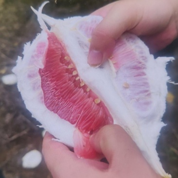 红肉蜜柚