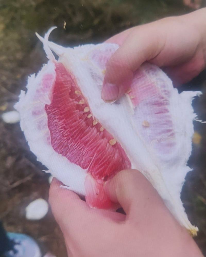 红肉蜜柚
