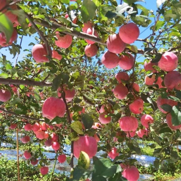 昭通苹果