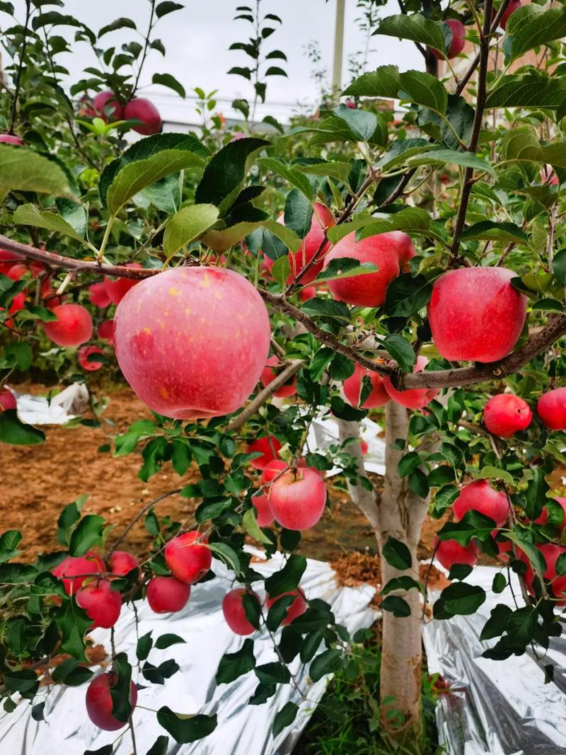 昭通苹果