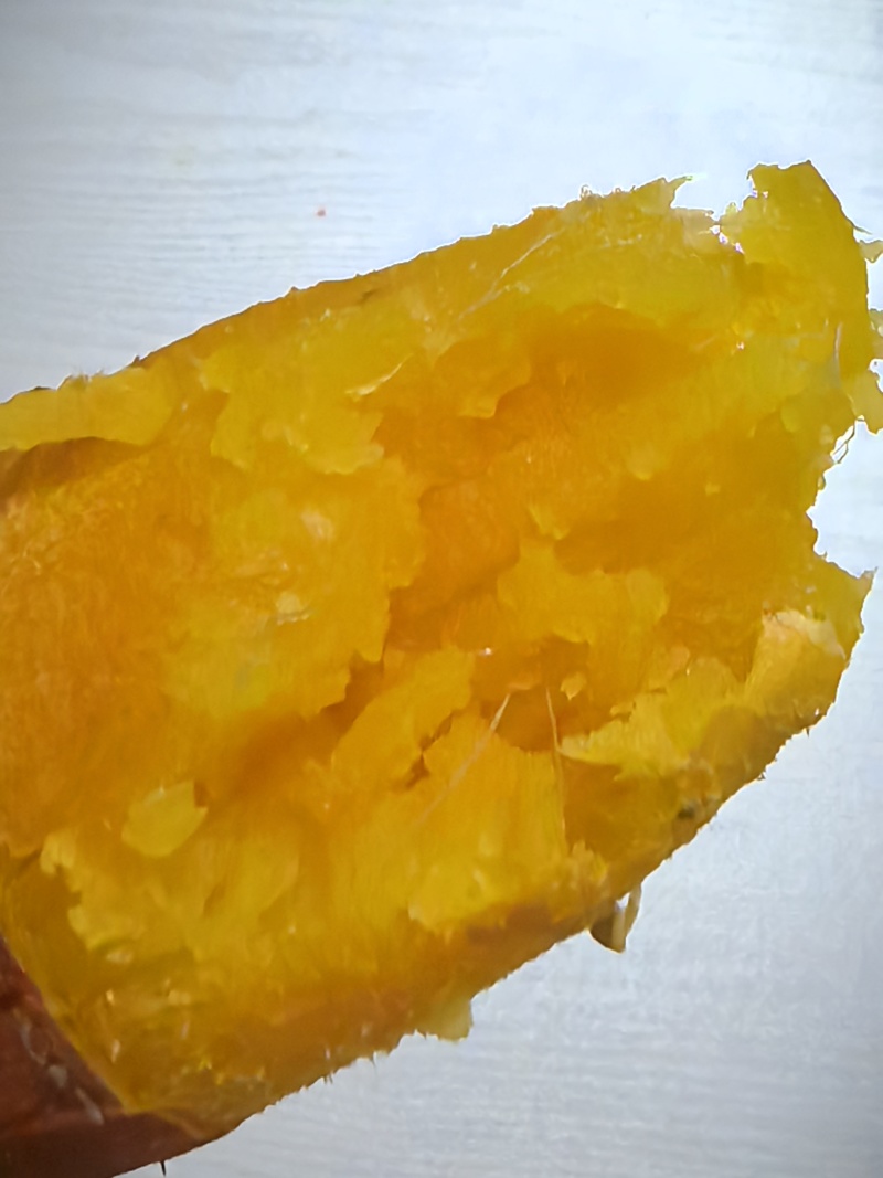 北京市延庆沈家营西王化烟薯25