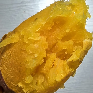 北京市延庆沈家营西王化烟薯25