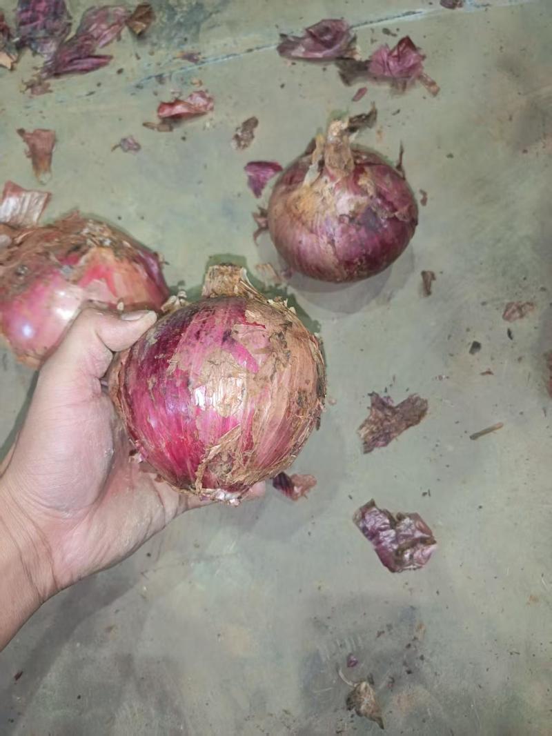 云南一号洋葱红皮