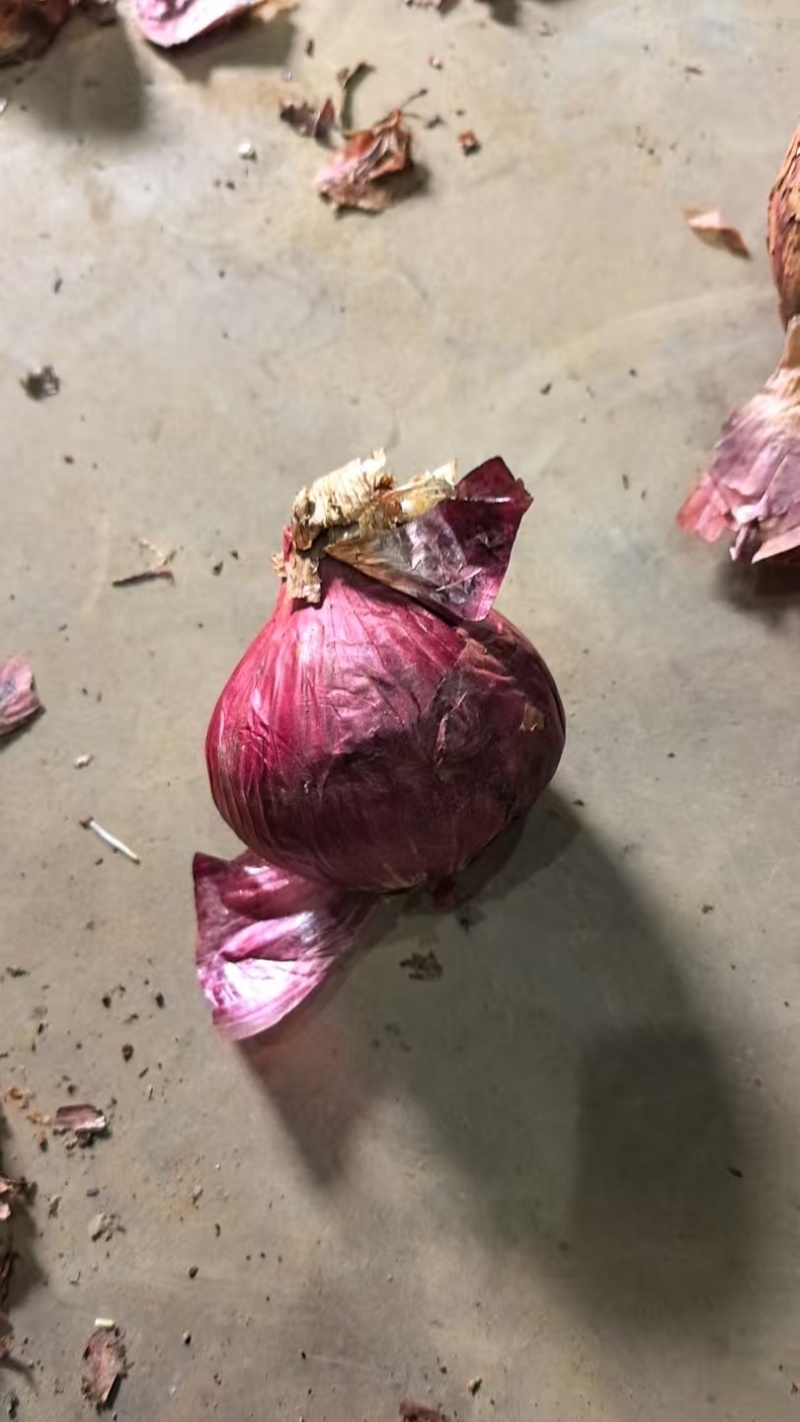 云南一号洋葱红皮
