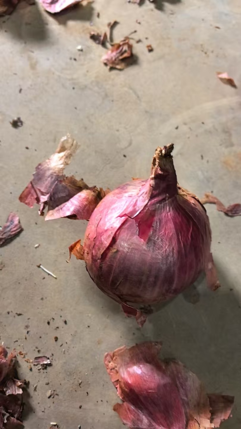 云南一号洋葱红皮