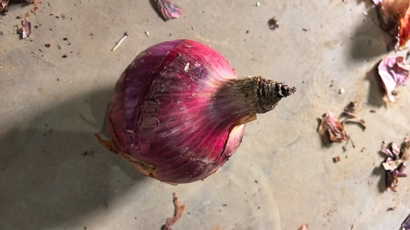 云南一号洋葱红皮