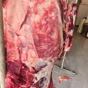 河南正宗新鲜黄牛肉