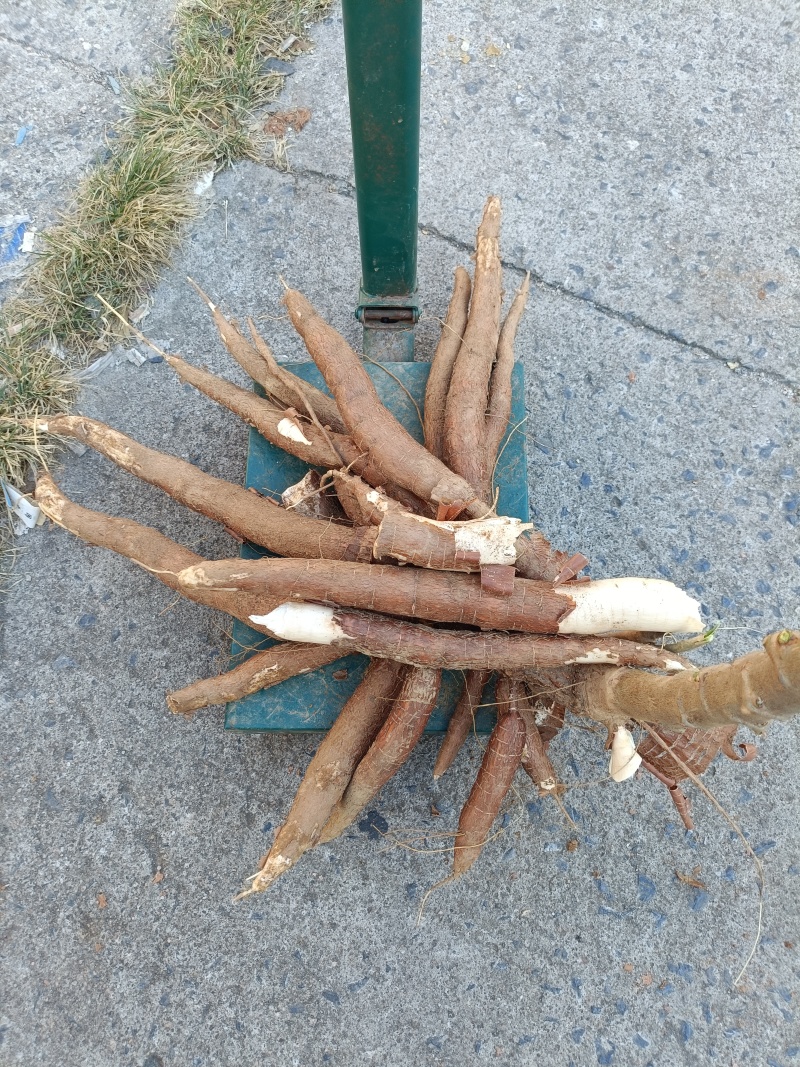 鲜木薯，品种有桂热561，大叶南美，种植面积：2000亩