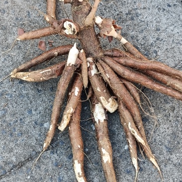 鲜木薯，品种有桂热561，大叶南美，种植面积：2000亩
