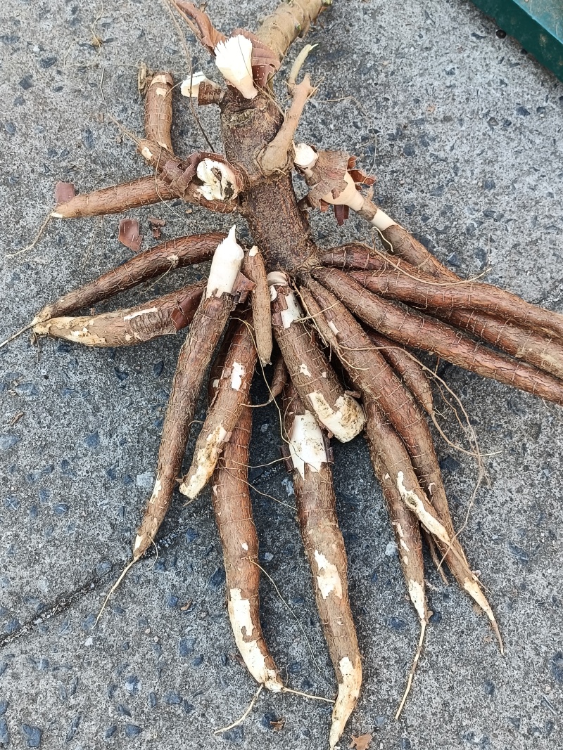 鲜木薯，品种有桂热561，大叶南美，种植面积：2000亩
