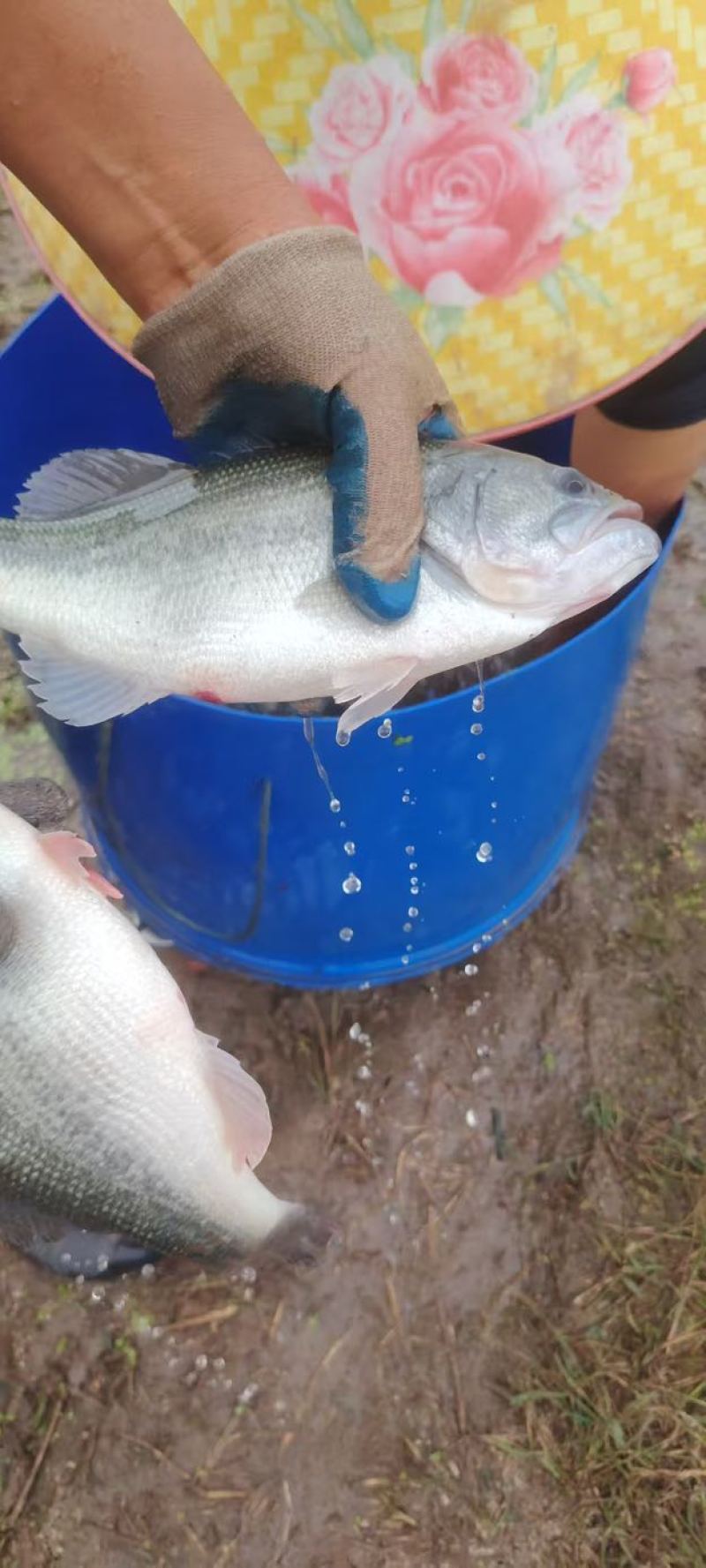 加州鲈鱼；鲜活鲈鱼