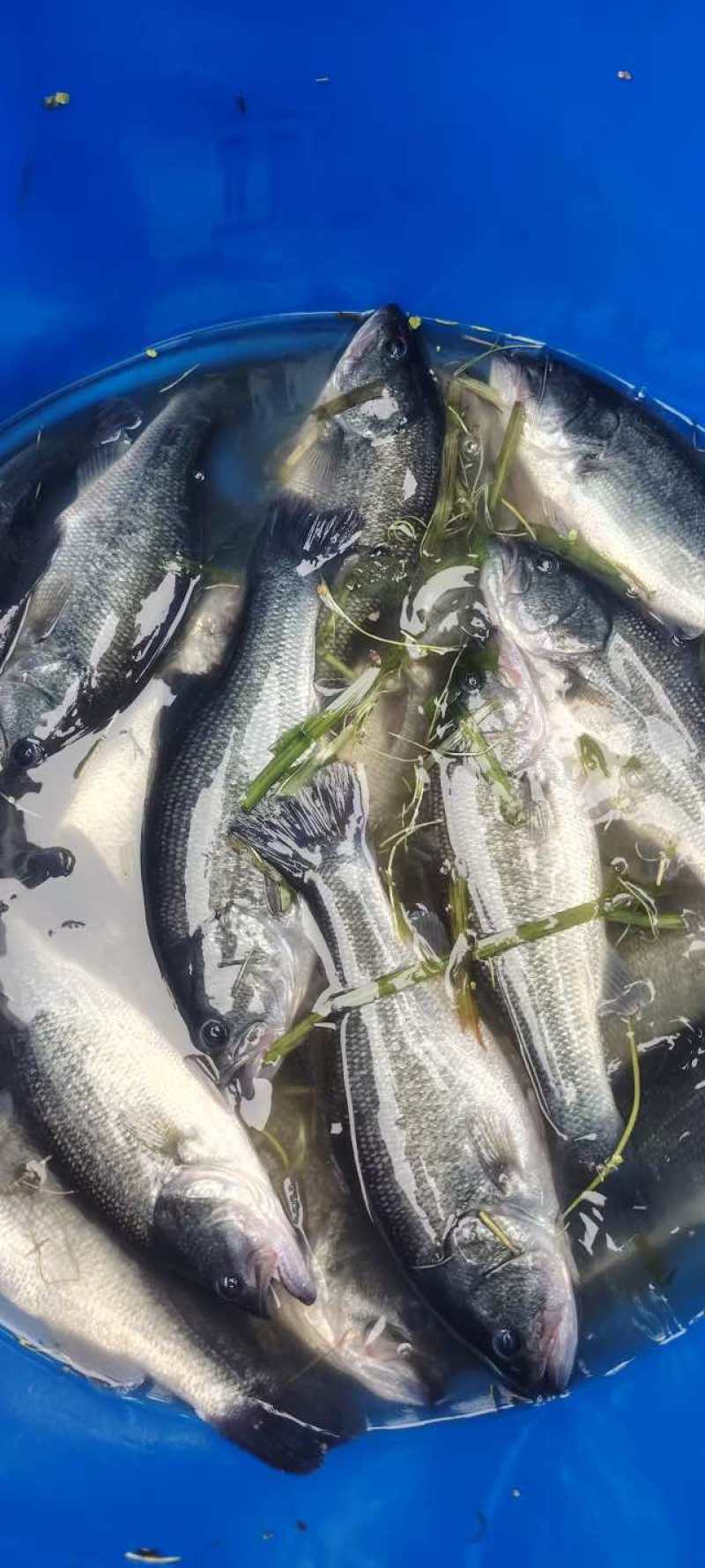 加州鲈鱼；鲜活鲈鱼