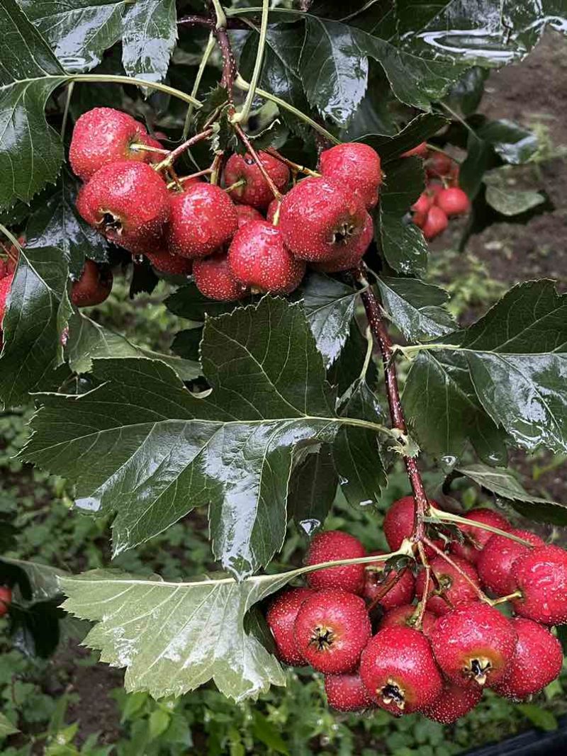 临沂自家果园大金星山楂