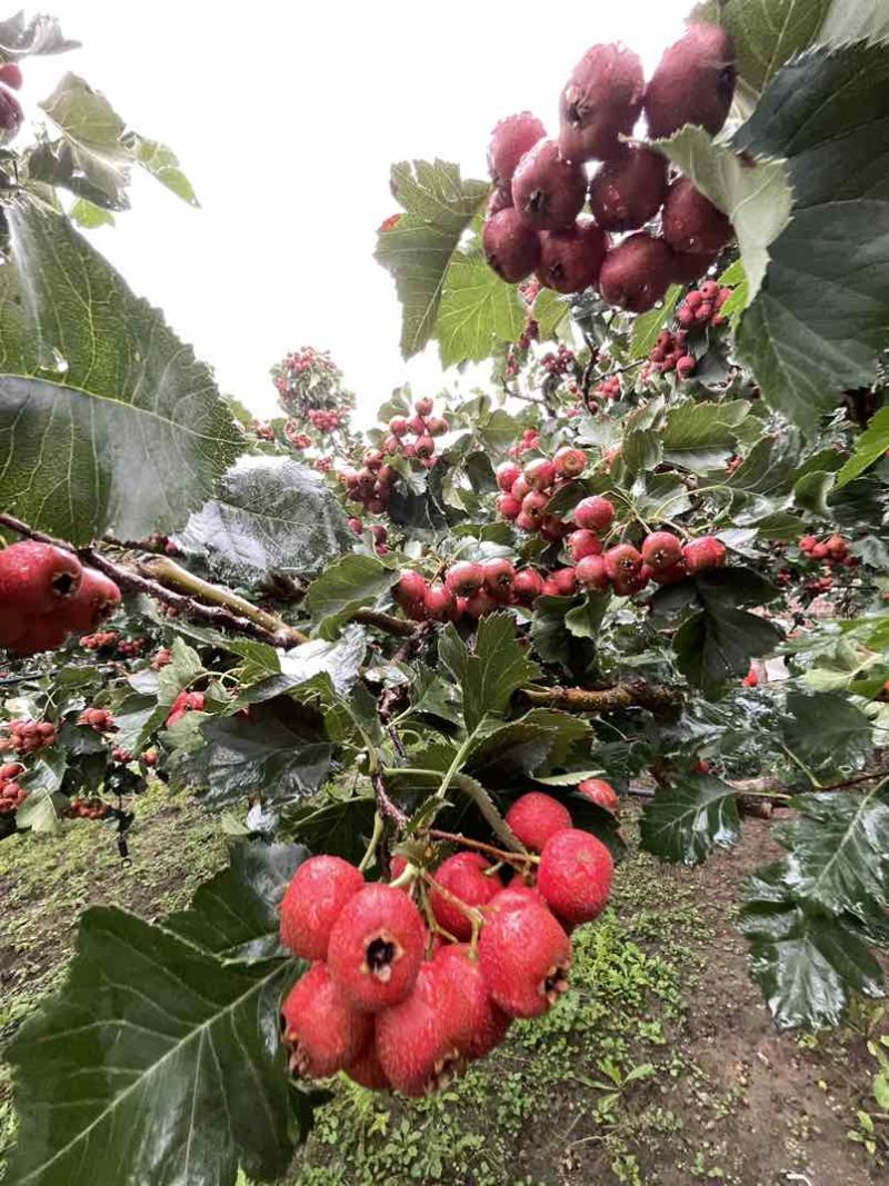 临沂自家果园大金星山楂