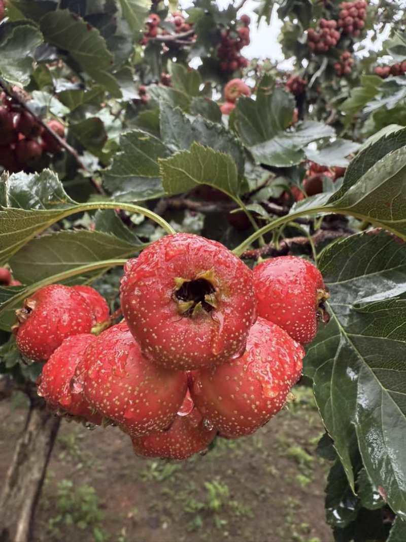临沂自家果园大金星山楂