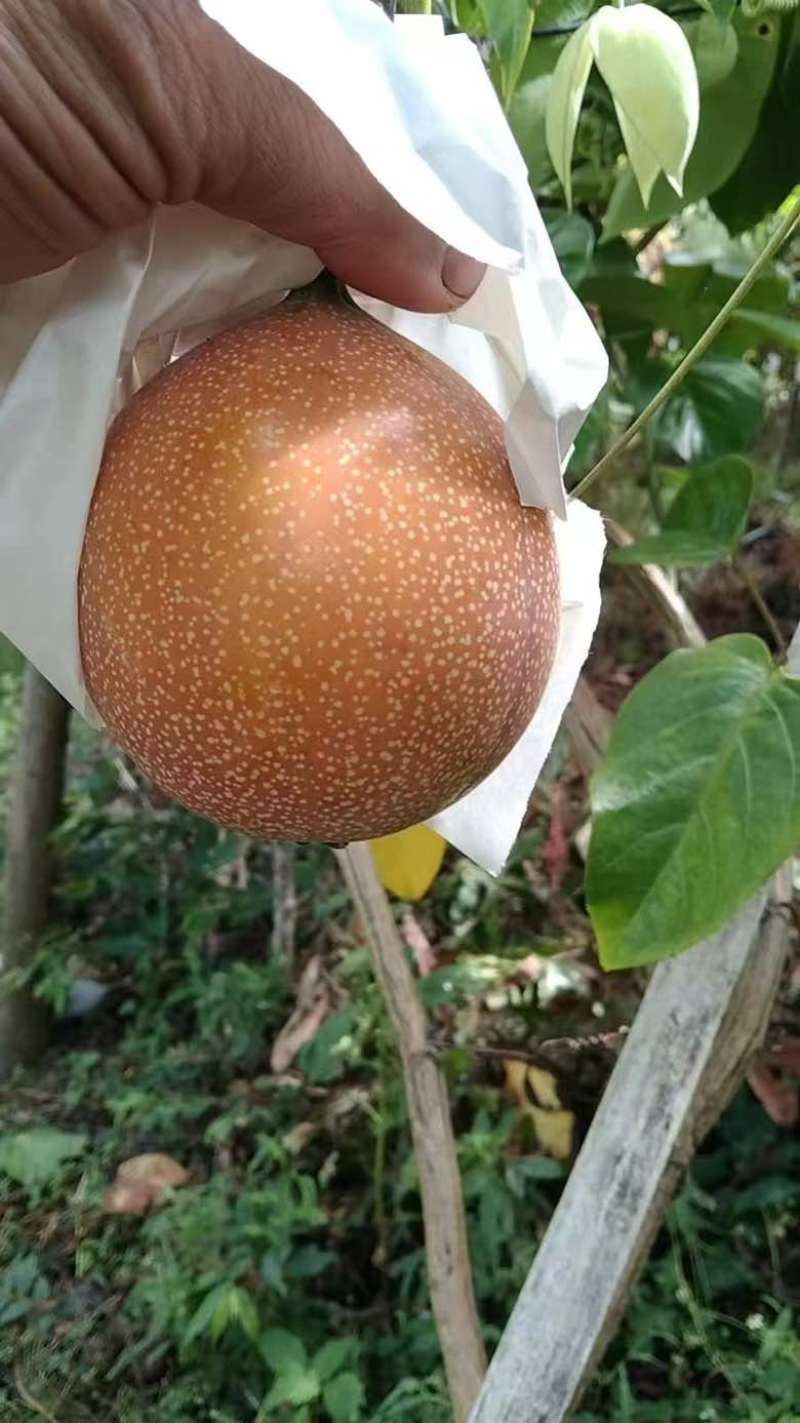 云南普洱市茅区热情果批发