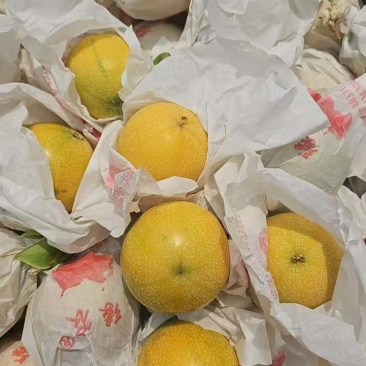 云南普洱市茅区热情果批发