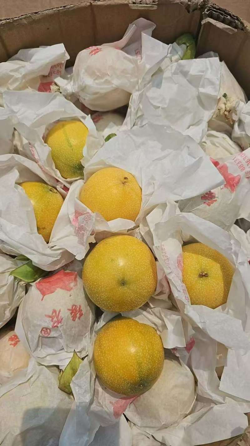 云南普洱市茅区热情果批发