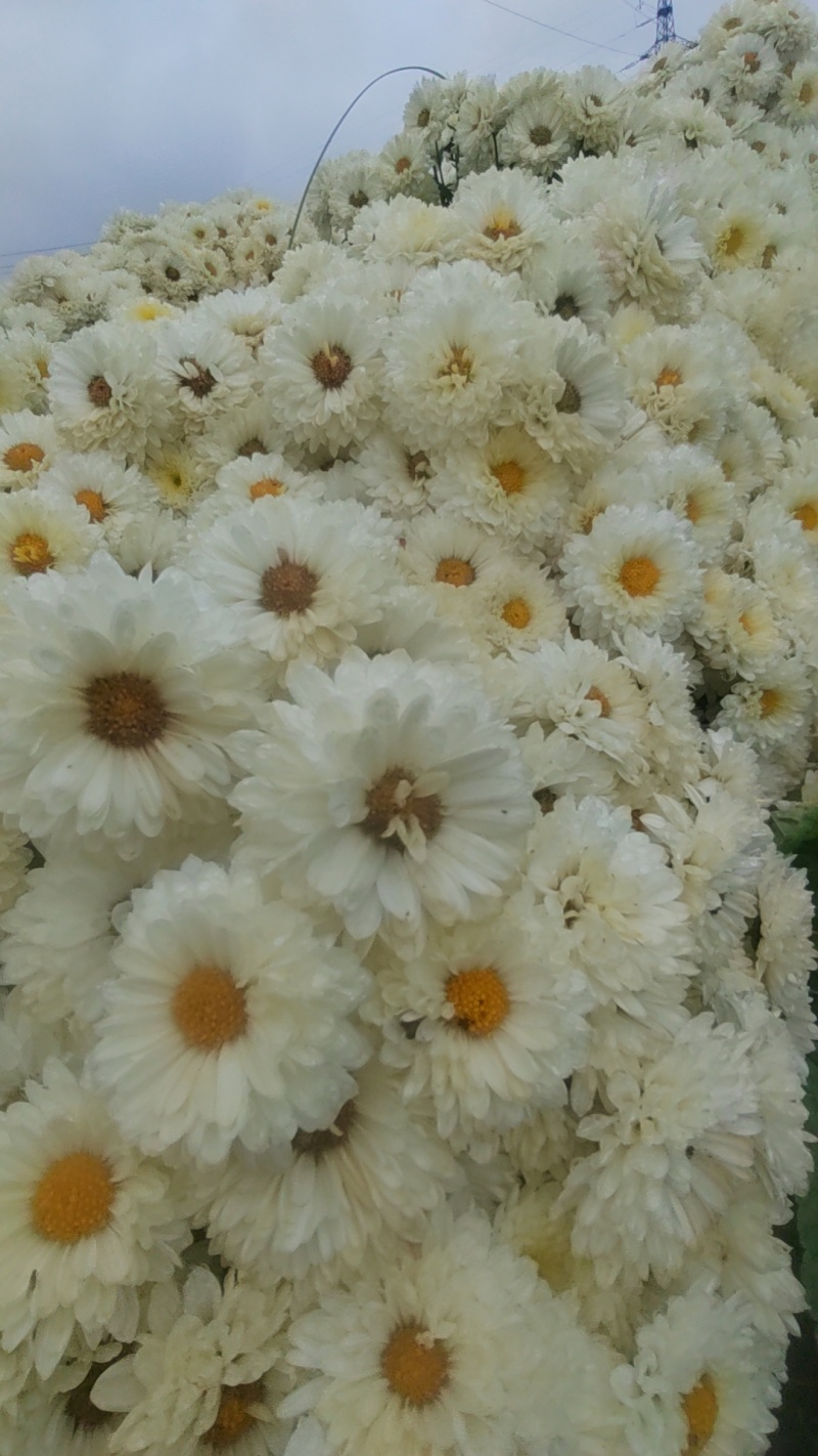 菊花，北京菊