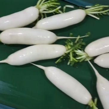 白萝卜