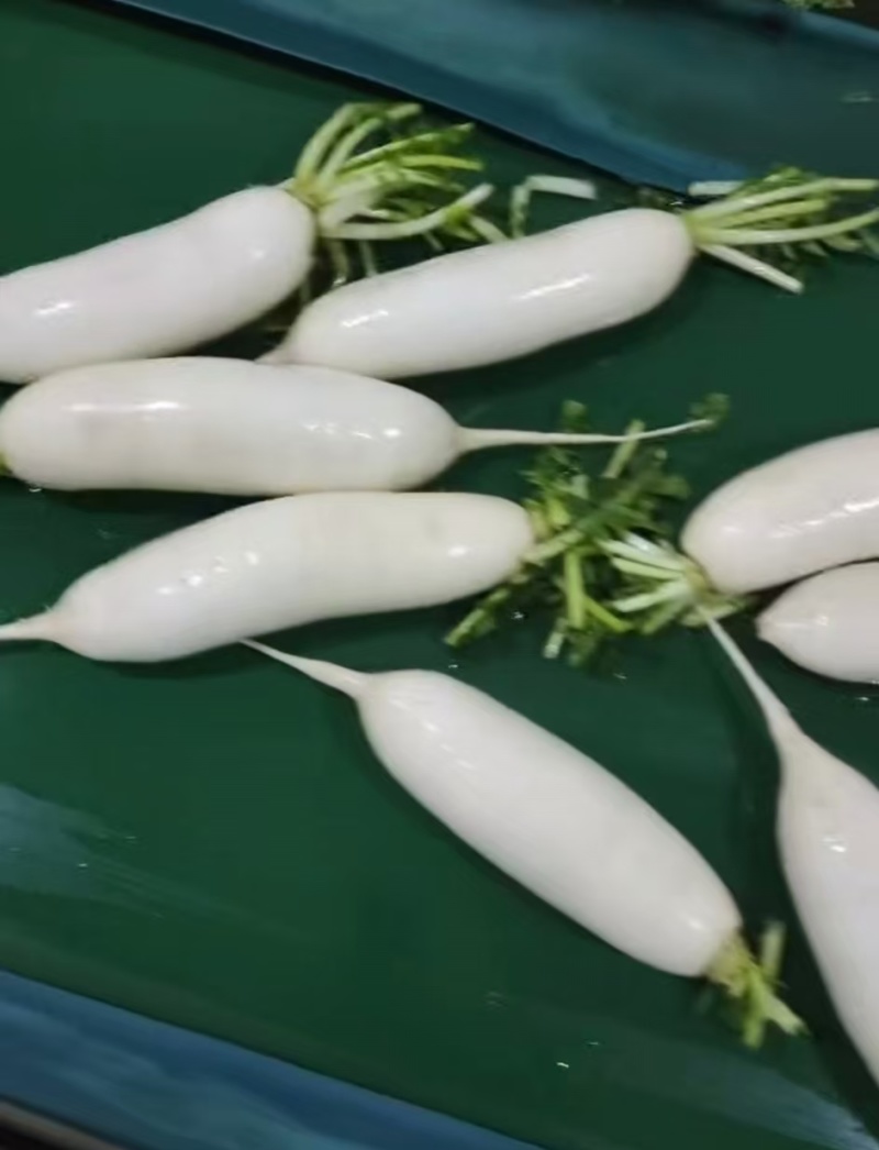 白萝卜