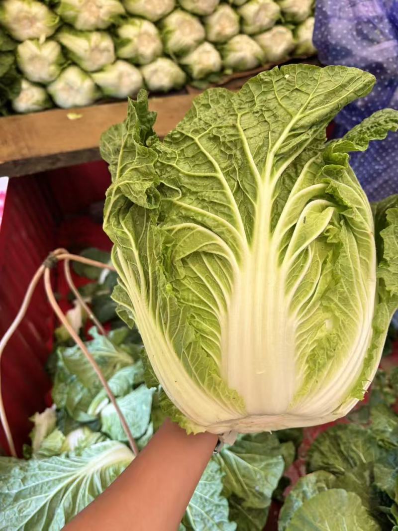 精品大白菜