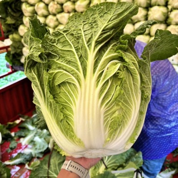 精品大白菜
