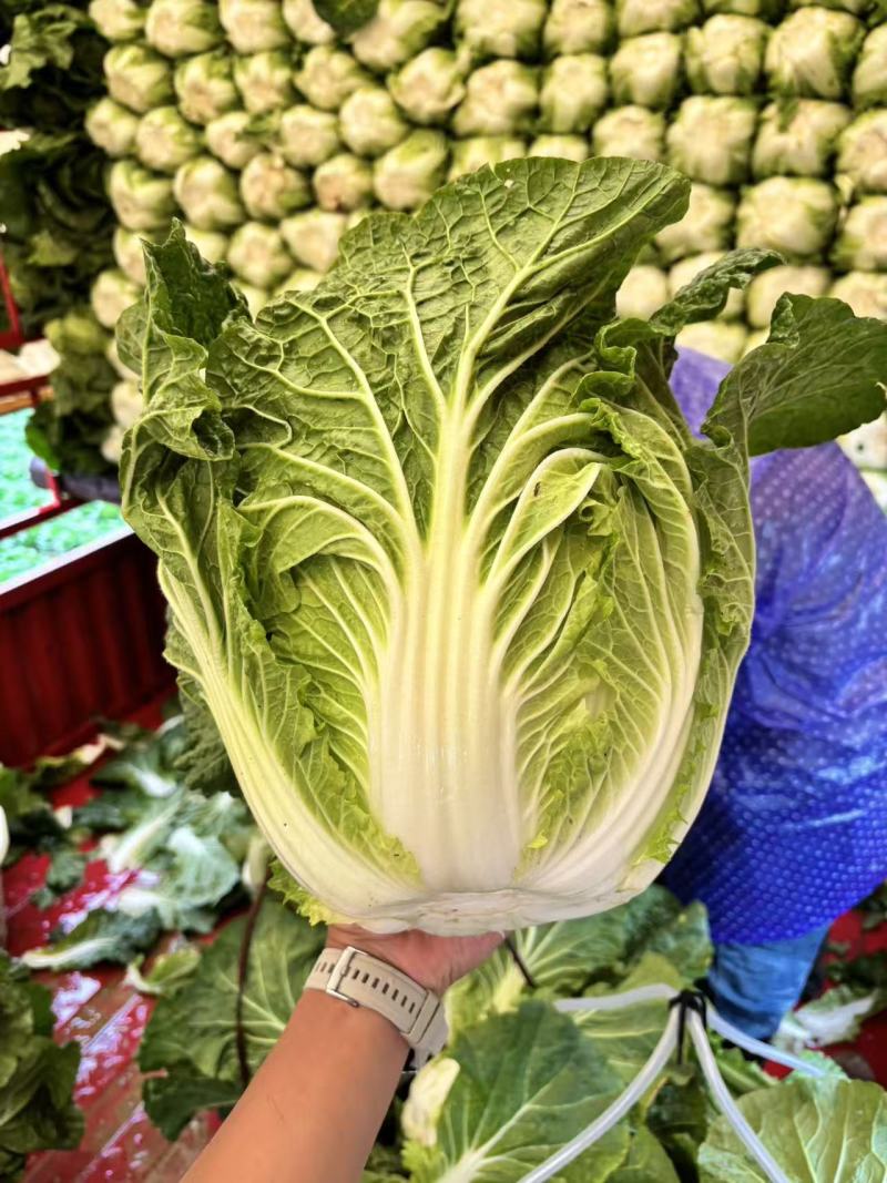 精品大白菜