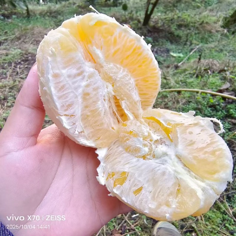 广西本地脐橙大量上市，品质保证，价钱便宜