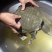 甲鱼
