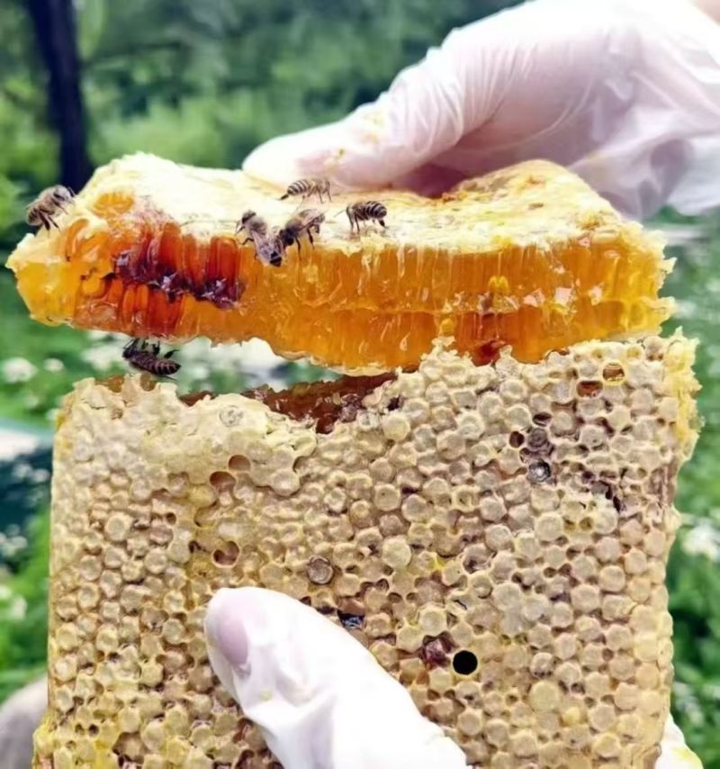 陕西野蜂蜜