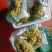 阳光玫瑰葡萄