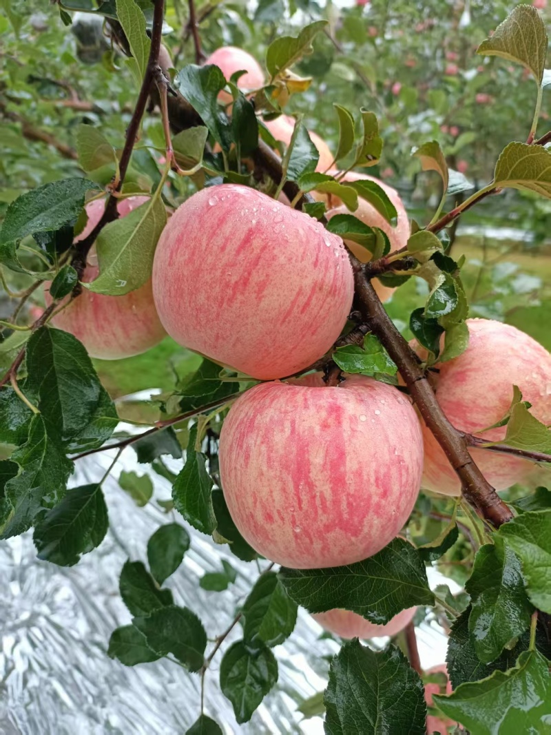 黄土高原，红富士