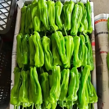 青椒