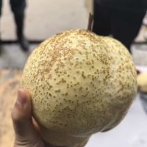果大甜°高，无渣，脆核小，耐储存切开不氧化变黑。