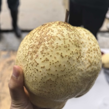 果大甜°高，无渣，脆核小，耐储存切开不氧化变黑。