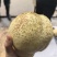 果大甜°高，无渣，脆核小，耐储存切开不氧化变黑。