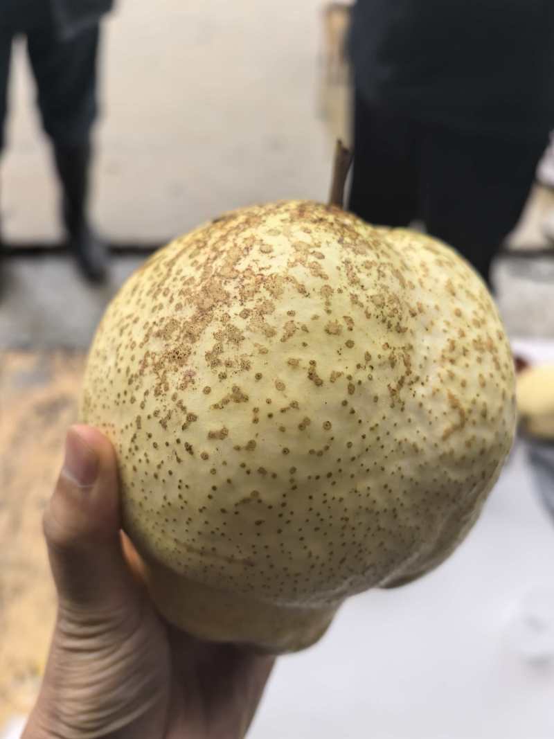 果大甜°高，无渣，脆核小，耐储存切开不氧化变黑。