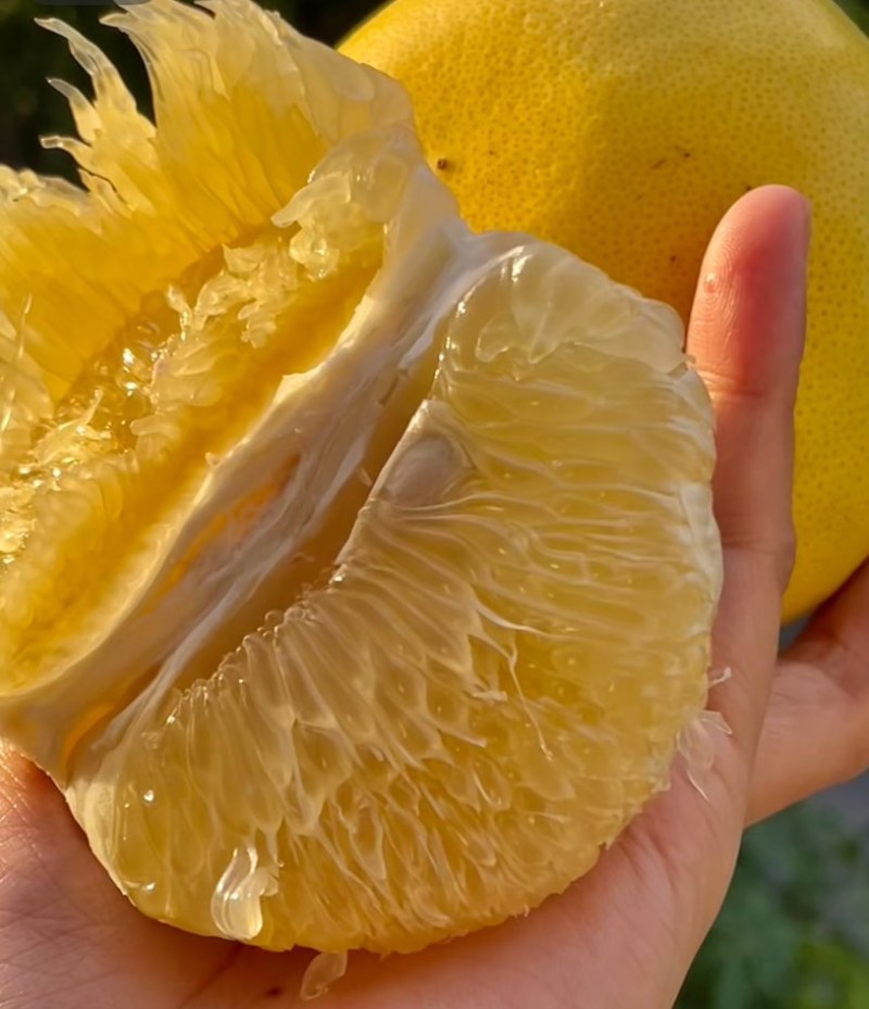 现摘葡萄柚，皮薄易剥爆汁，场地直销