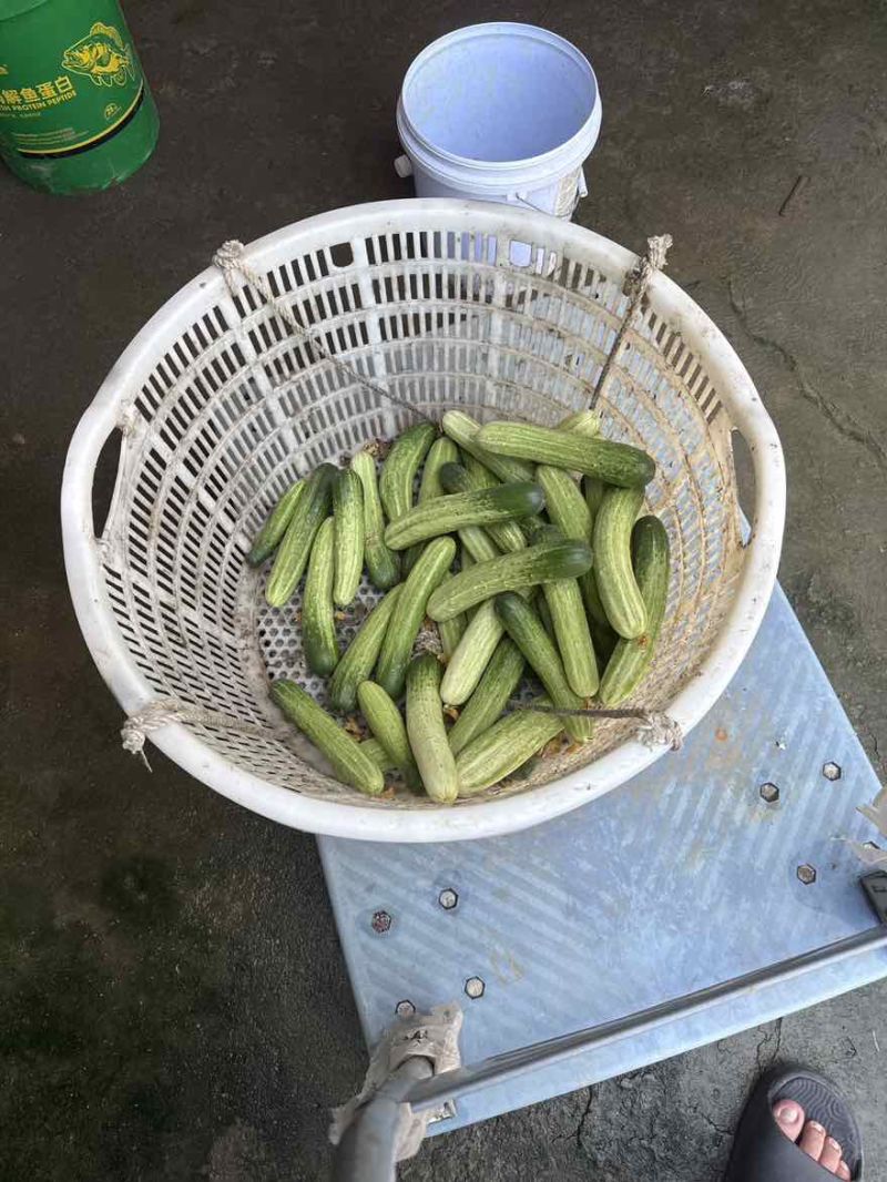 水果黄瓜