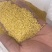 乌兰察布市火山脚下的旱地小米，***