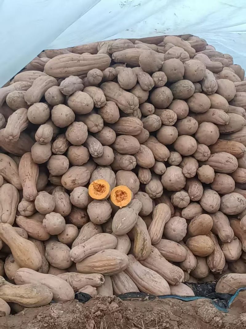陕西南瓜全黄的大量供应