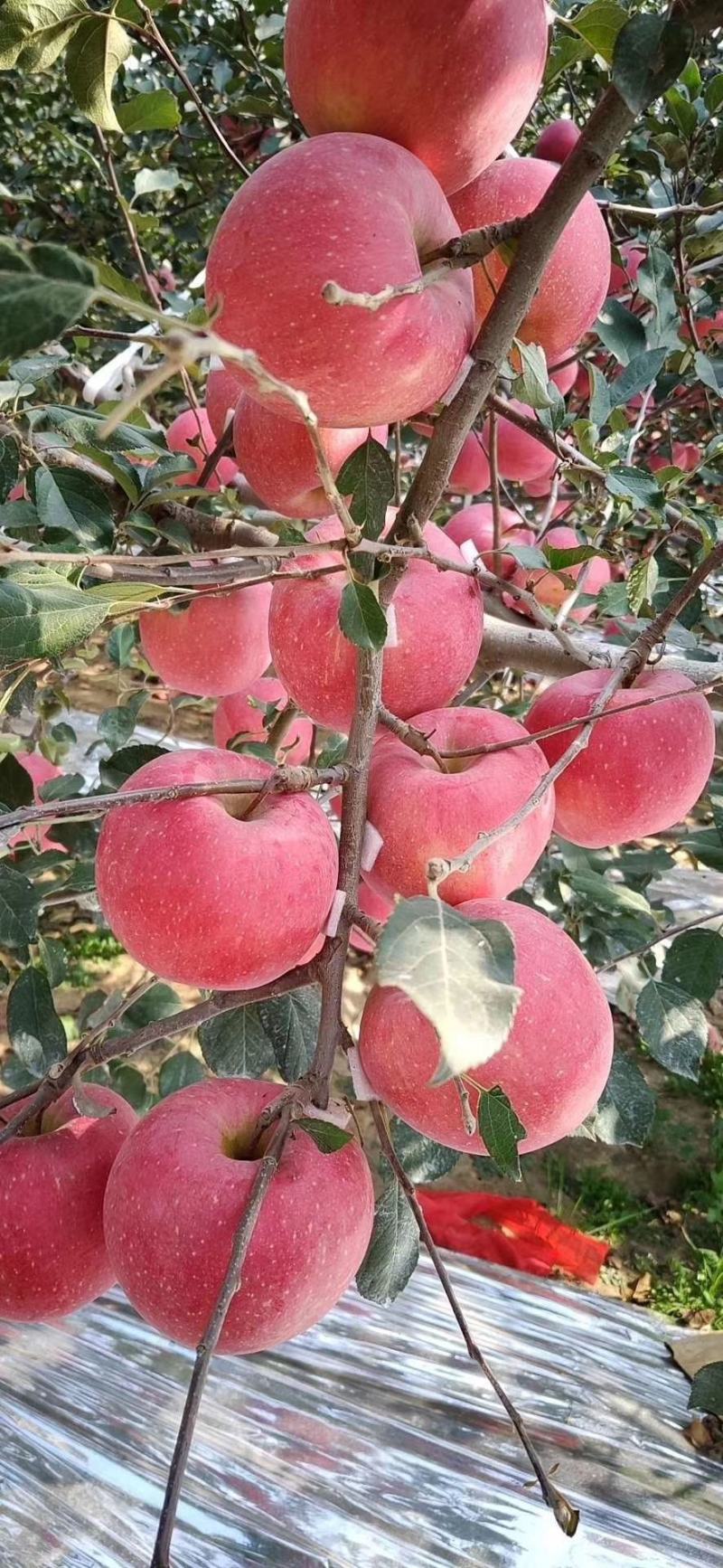 山东威海文登红富士苹果