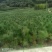 油松华山松红豆杉白皮松
