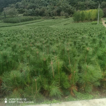油松华山松红豆杉白皮松