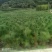 油松华山松红豆杉白皮松