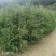 油松华山松红豆杉白皮松
